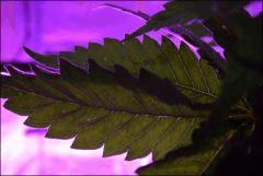 pitits points