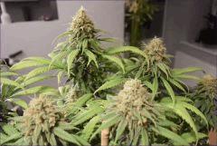 Flo 53 CBD2