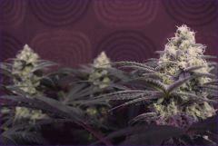 Tangie2 3