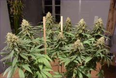 Flo 53 CBD2 2