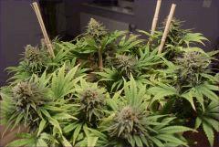 Flo 53 cbd01
