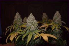 skunk2
