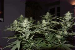 S14 CBD2