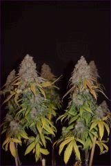 cbd1