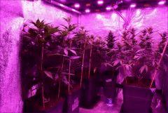 evide resultat