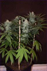 Tangie3 1