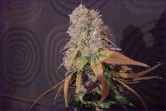 cbd3