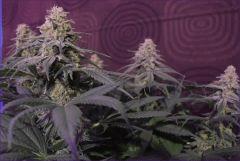 CBD2 resultat