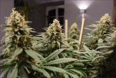 Flo 53 CBD23