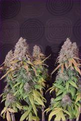 cbd2