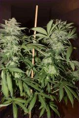 Flo 53 BD2 2