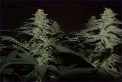 CBDSkunk1 3