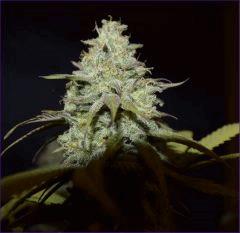 CannalopeCut2