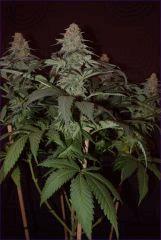 CBD1 resultat