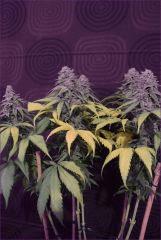 CBD2 resultat