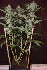 Tangie1 1