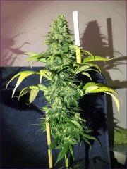 CBD Skunk Haze OB