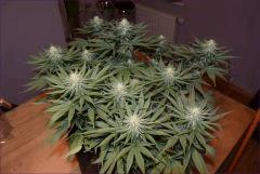 S14 CBD1