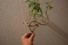sculpture PM Sour Diesel