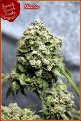 deedee nikos pheno3