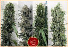 New strains Fts