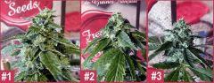 Sour Diesel BX2