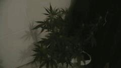 Herma Shaman Dutch Passion R.I.P.