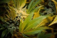 buds