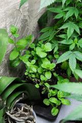 menthe en régénération