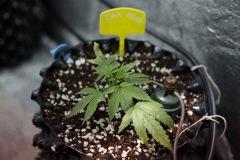 Jack Herer