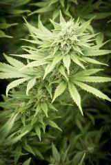 Bud Top44