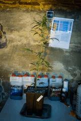 Nev's Haze 1