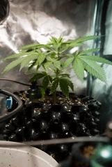 Jack Herer 3