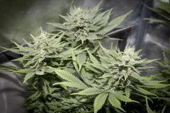 Bud Top44