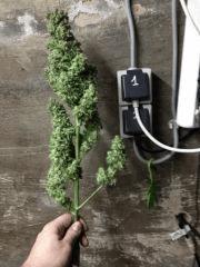 bud