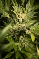 Bud Top44