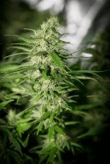 Bud Top44