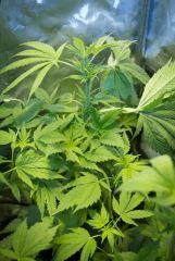 jack Herer 3