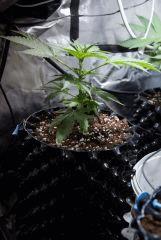 Jack Herer 1