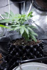 Jack Herer 2