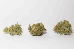 budz amnesia