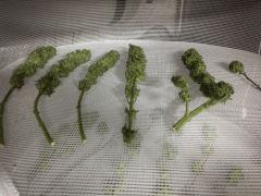 pm amnesia
