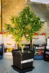 Bonsai Diesel