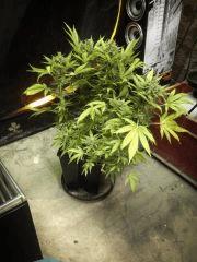 pm amnesia