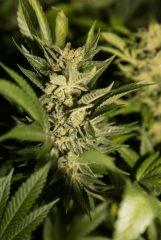 Bud Amnesia