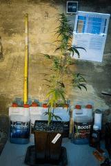 Nev's Haze 3