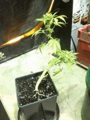 pm amnesia fin de cut