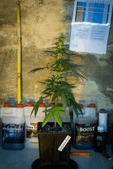 Amnesia Haze