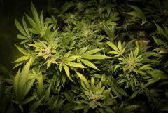 buds