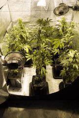 La famille dans sa maison sous HPS